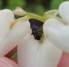 Glyptobaris lecontei