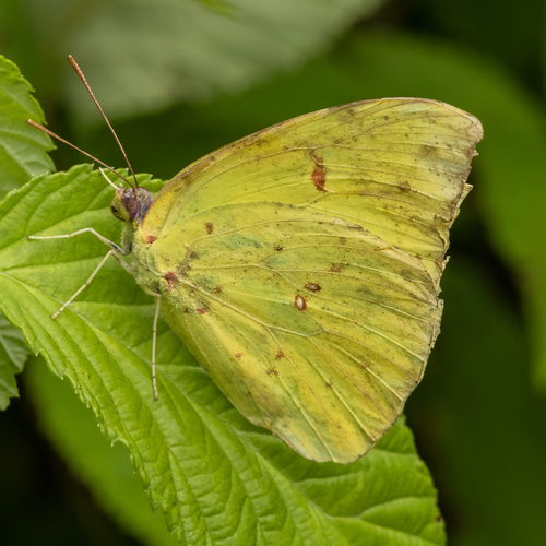 Cloudless Sulphur