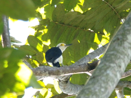 White Woodpecker