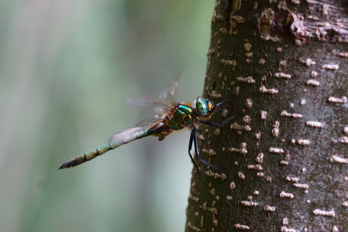 Brilliant Emerald