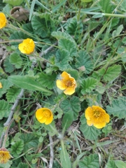 Geum sylvaticum