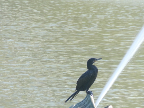 Neotropic Cormorant