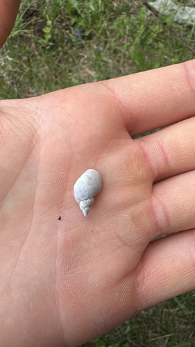 Ladislavella emarginata observed 2026-06-20
