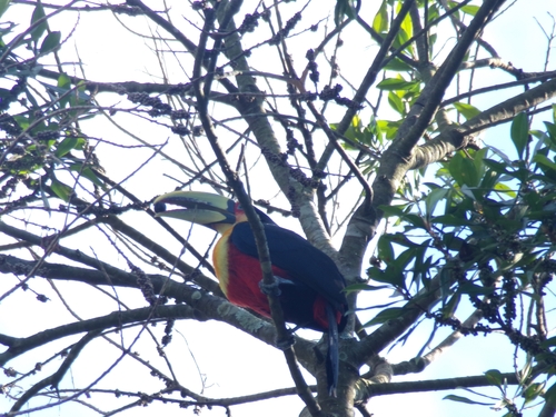 Red-breasted Toucan