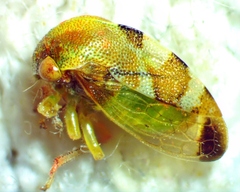 Cyrtolobus togatus
