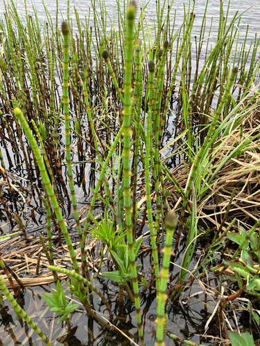 water horsetail