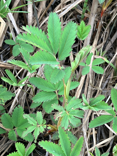 marsh cinquefoil