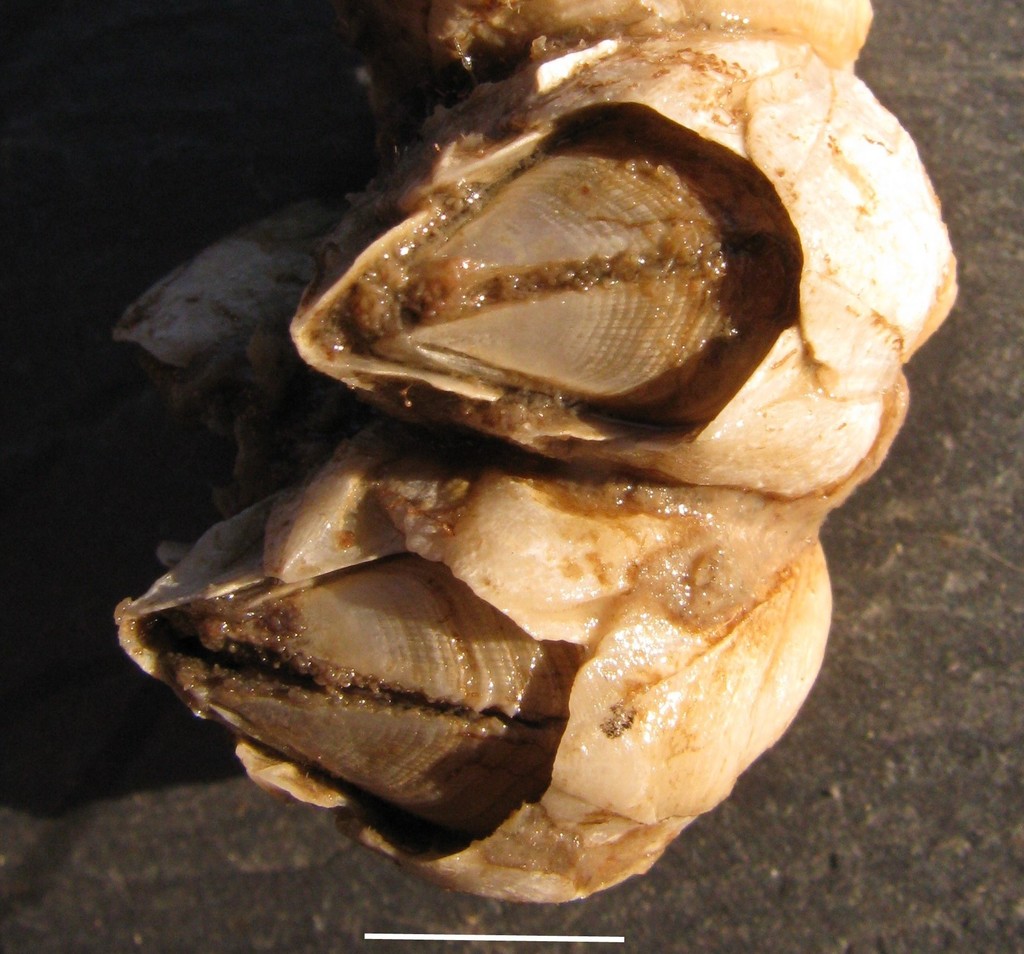 Ivory Barnacle