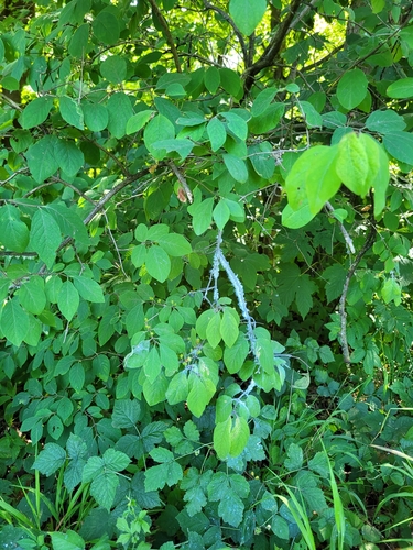 Fly Honeysuckle