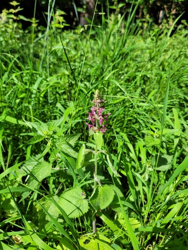hedge woundwort