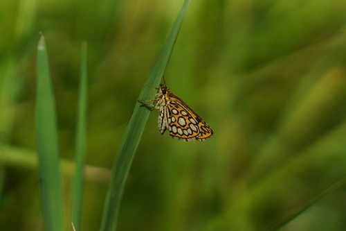 Large Chequered Skipper