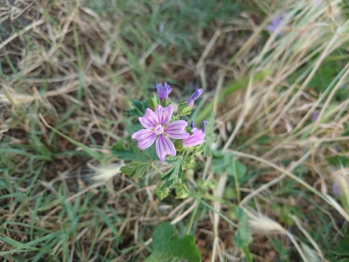 Common Mallow