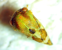 Cyrtolobus togatus