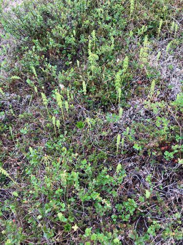 wood horsetail