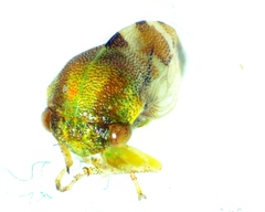 Cyrtolobus togatus