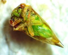 Cyrtolobus togatus