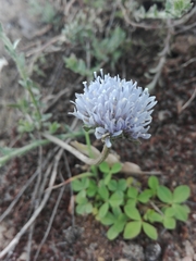 Jasione sessiliflora