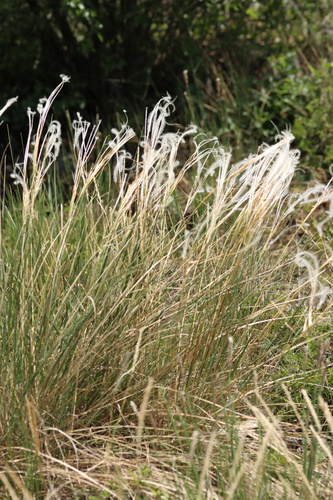 Stipa pulcherrima, 2026-06-07