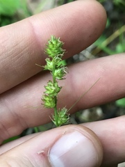 Carex gravida lunelliana