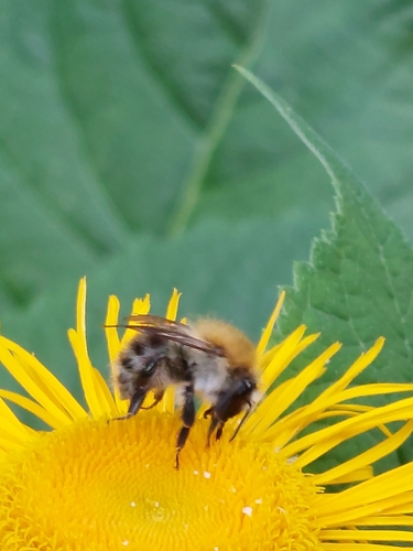 Common Carder Bumble Bee