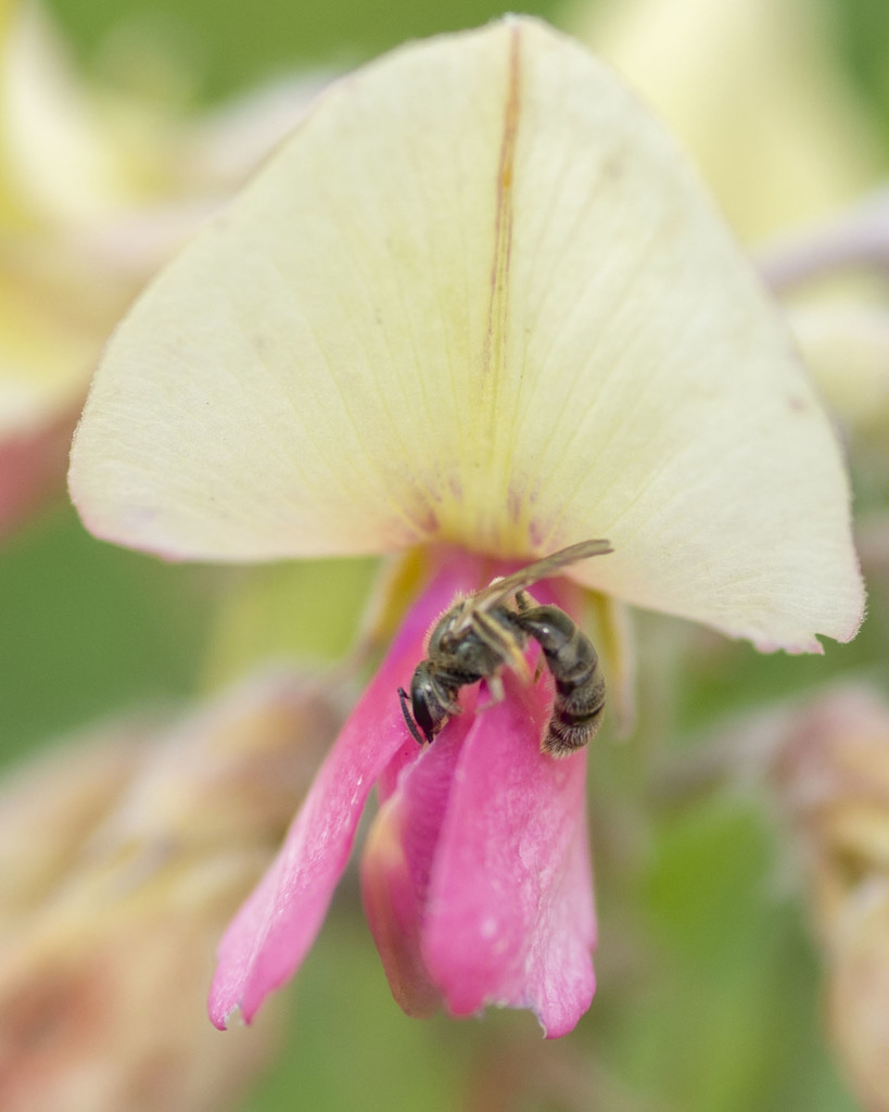 Metallic Sweat Bees In April 2020 By Lillie INaturalist   Large 