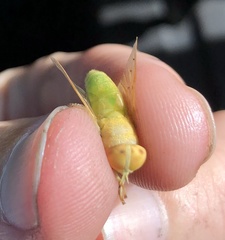 Chlorotabanus crepuscularis