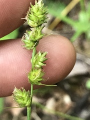 Carex gravida lunelliana