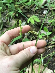 Carex gravida lunelliana