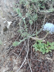 Jasione sessiliflora