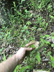 Carex gravida lunelliana