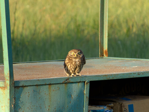 Mochuelo europeo (Athene noctua)