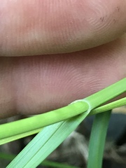 Carex gravida lunelliana