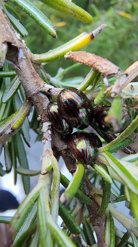 Rosemary Beetle