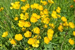 Ranunculus montanus, photograph (c) Johannes S., some rights reserved (CC BY)