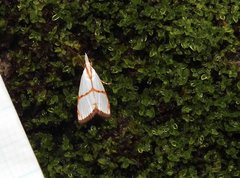 Pseudargyria interruptella