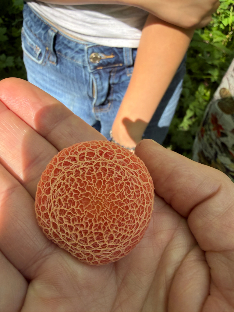 Lentinula reticeps