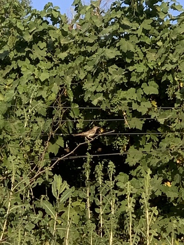 Rufous-tailed Scrub-Robin