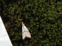 Pseudargyria interruptella