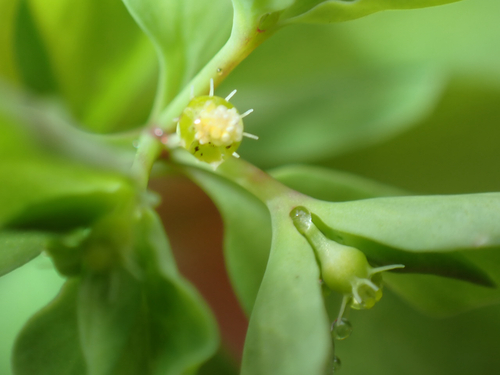 Euphorbia peplus observed 2026-06-17