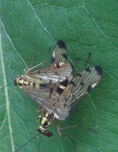 German Scorpionfly