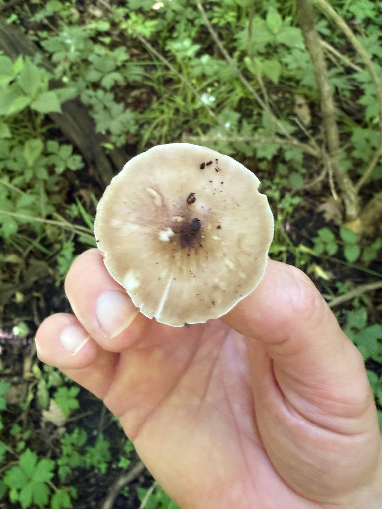 Deer Mushroom
