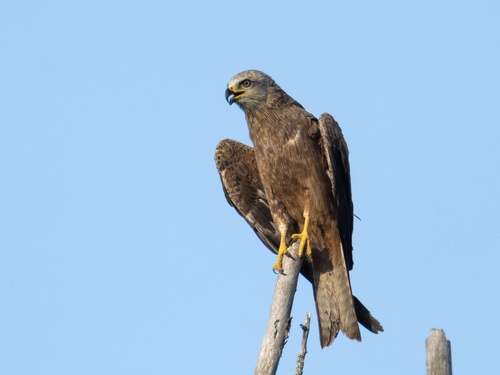 Black Kite