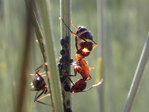 Camponotus barbaricus