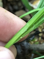Carex blanda