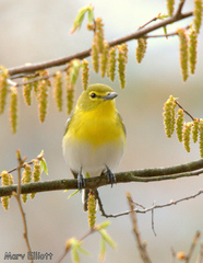 Yellow-Throated Vireo photo 6