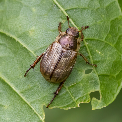 Oriental Beetle