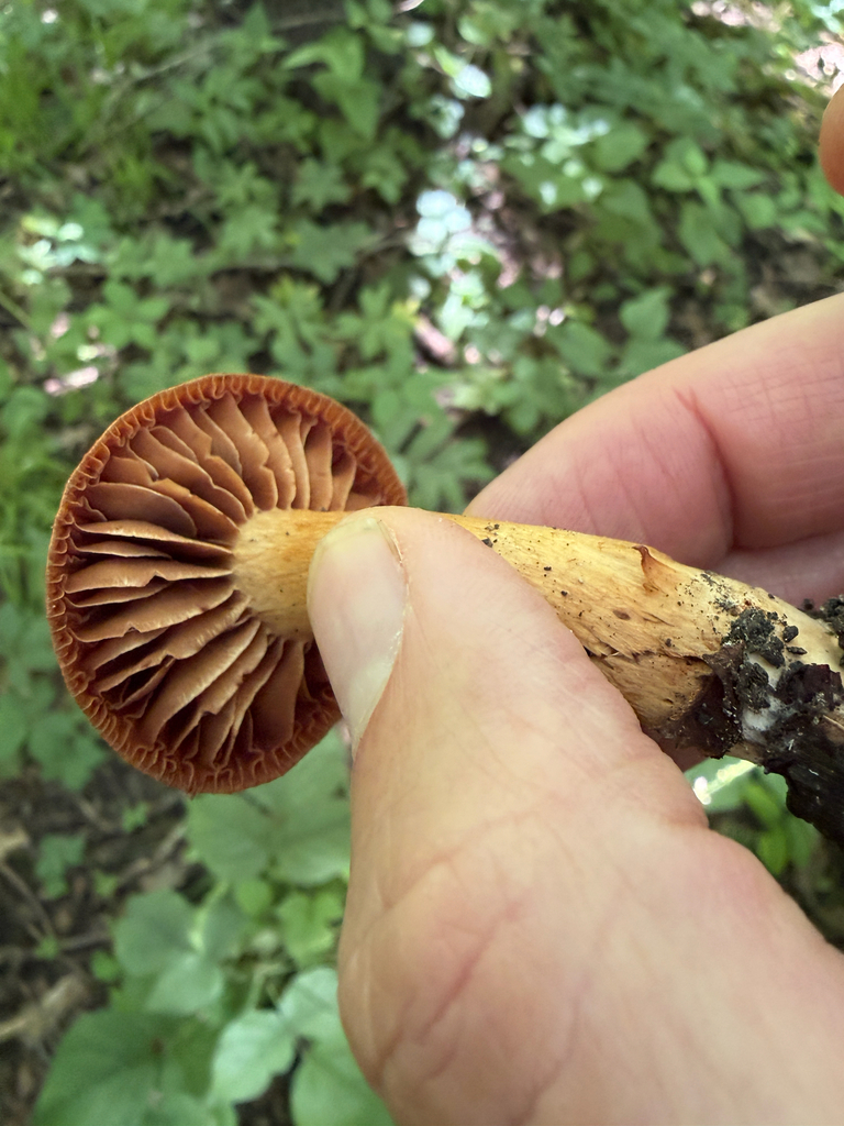 Cortinarius distans · June 2026 · photo: Photo: (c) Kevin, some rights reserved (CC BY) · iNaturalist