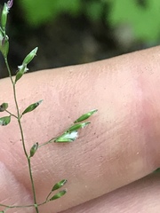 Poa autumnalis