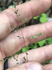 Poa autumnalis