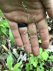 Poa autumnalis